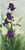 Yellow and Violet Irises