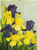 The Yellow and Violet Irises