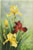 The Yellow and Wine-Coloured Irises